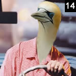 They Might Be Gannets