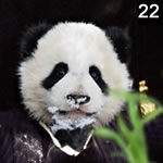 Panda Panda