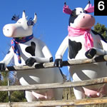 2 Cows
