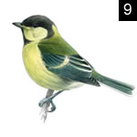 I Wanna See A Great Tit