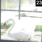 Jilted Swan