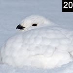 Ptarmigan