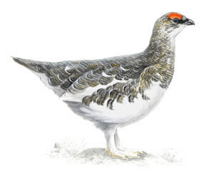 Ptarmigan
