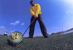 Puffer ball
