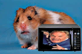 hamster