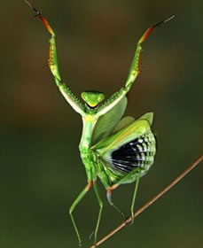 Dancing mantis