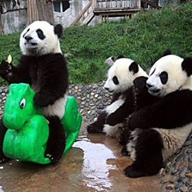 Pandering