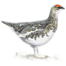 Ptarmigan