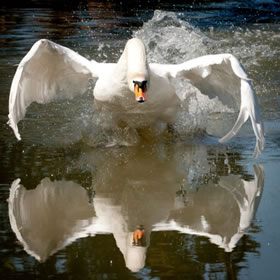 Jilted Swan